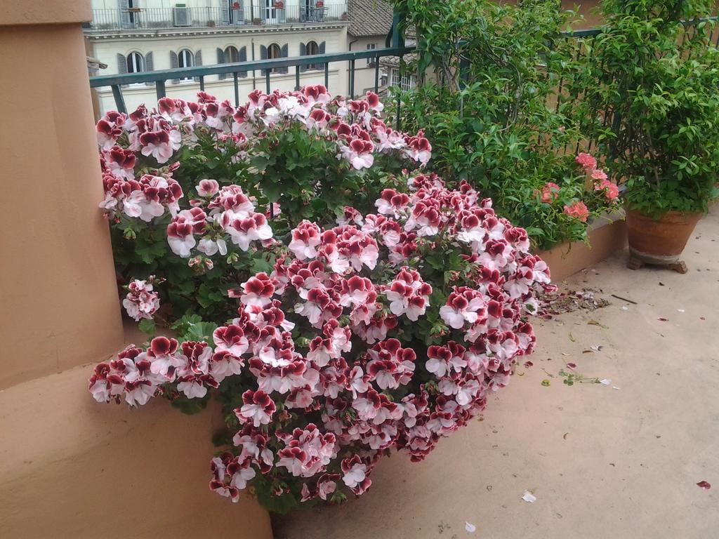 Casa Giulia Appartamento Roma
